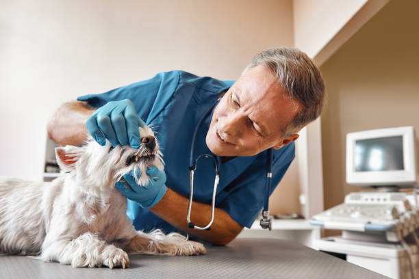 Best Emergency Dental Care for Broken or Chipped Teeth in Unalaska, AK